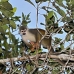 monkey_squirrel_common_la_h_1429_ecu3619.jpg
